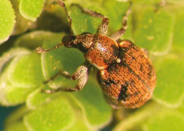 A North American weevil, natural enemy of floating water fern