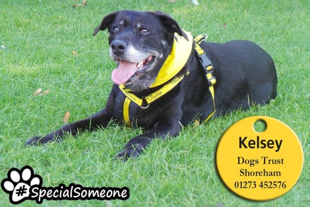 Kelsey is housetrained, enjoys gentle walks and loves a cuddle