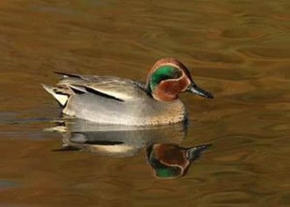 Teal are the smallest of the dabbling ducks