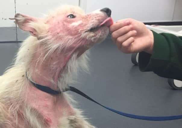 Ivy, the German Shepherd who was found with such a severe skin condition she had virtually no fur left. Credit: RSPCA/SWNS