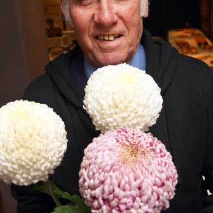 Tom Golds with his first prize winning chrysanthemums DM16150771a