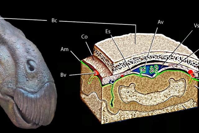 Fossil hunter Jamie Hiscocks found the first example of fossilised brain tissue from a dinosaur