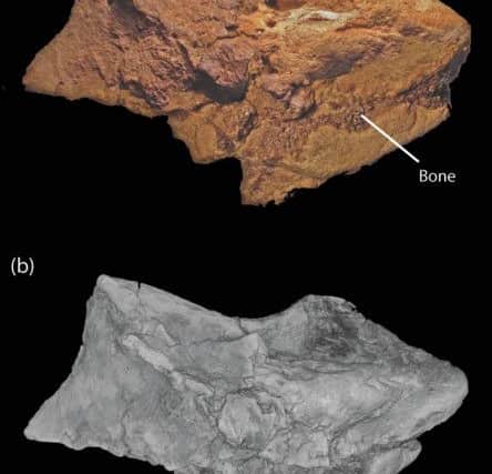 Fossil hunter Jamie Hiscocks found the first example of fossilised brain tissue from a dinosaur