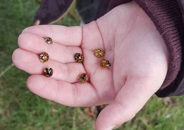 Ladybirds picked off a coat. Photo: Paige India