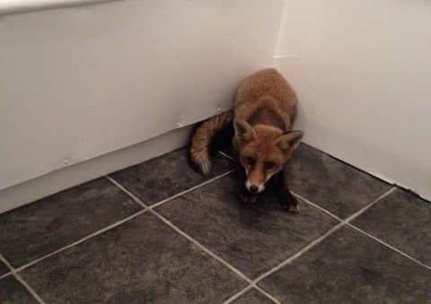 The fox jumped through the bathroom window of George Sandell's first floor flat. Picture: George Sandell SUS-160311-164132001
