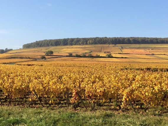 Vineyards near Gevrey Chambertin