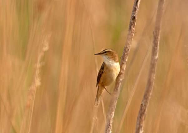 A sedge warbler in the spring - July's image SUS-160711-183627001