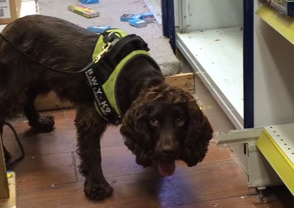 This sniffer dog helped find 66 packets of foreign labelled cigarettes concealed in the store floor