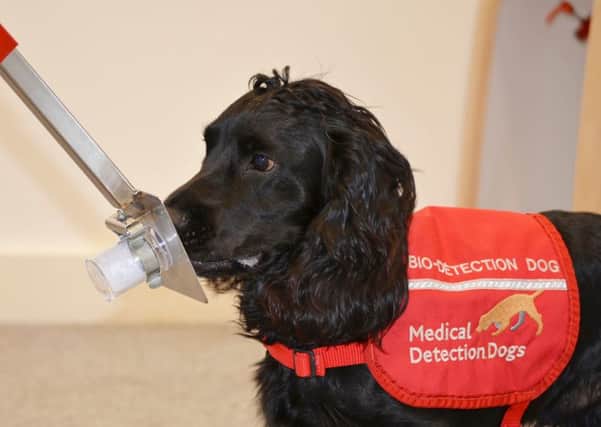 Photo provided by Medical Detection Dogs