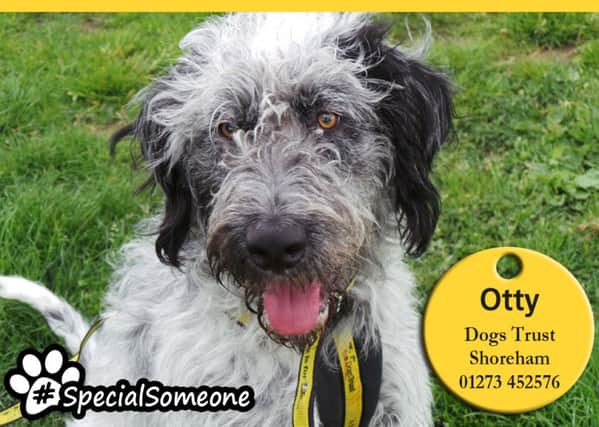 Otty is very playful with his toys and this would be a fun way to build a bond with him