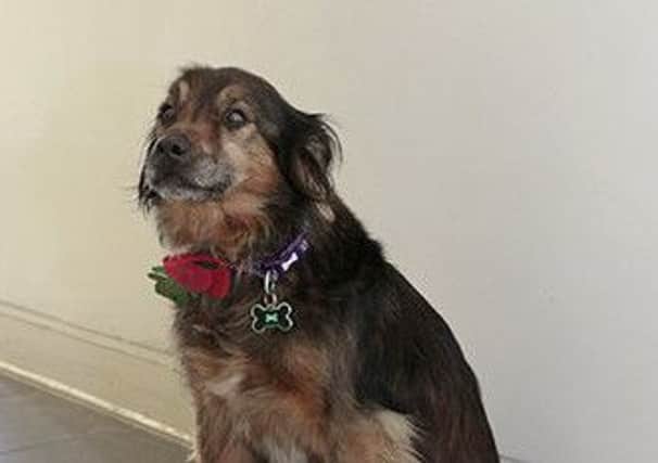 RSPCA rescue dog Sammy wears his poppy with pride.