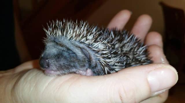 Baby hedgehog SUS-161114-144233001