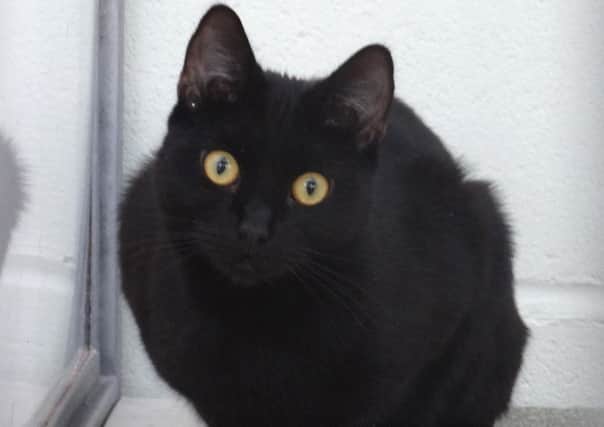 'Binks' who is one of the many cats looking for a new home at Bluebell Ridge Cat Rehoming Centre SUS-161115-105254001