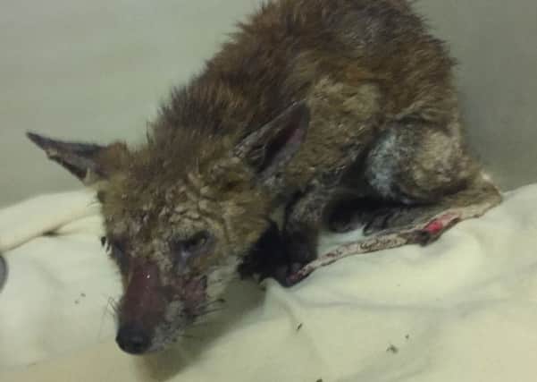 A fox vixen was picked up on Monday from West Worthing allotments by a member of the Wadars Animal Rescue team.