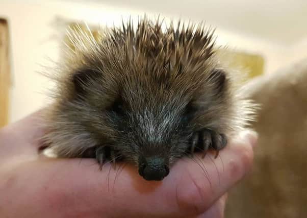 One of Chris's rescued hedgehogs SUS-161116-090516001