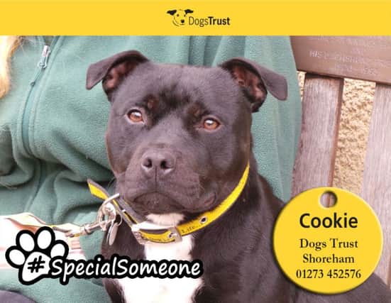 Cookie has become a firm favourite with the Dogs Trust Shoreham dog walkers