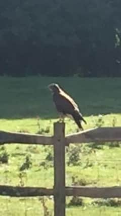 The buzzard was spotted on Cross Levels Way by Dave Lee SUS-161117-161211001