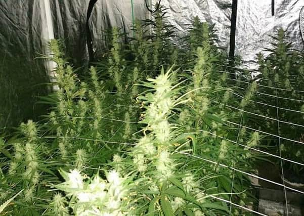 A picture of the cannabis plants which Chichester Police uploaded onto their Facebook page, saying its potential street value was Â£23,000