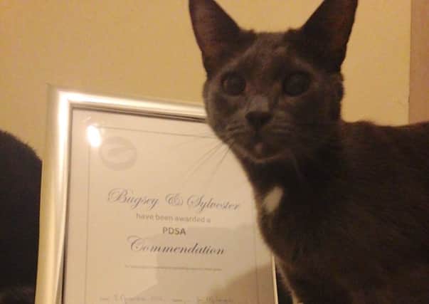 Bugsey and his  PDSA commendation award SUS-161122-140318001