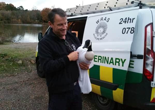 WRAS Rescuer Iain with the rescue Canada goose at Piltdown Pond SUS-161123-101421001