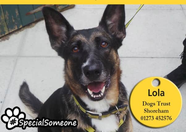 Lola is a sweet German shepherd cross who is looking for an active forever home with owners who enjoy long walks