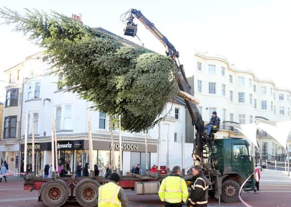 The tree going up in Montague Place