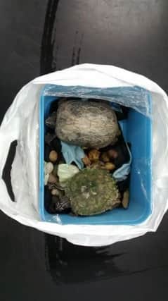 Terrapin and turtle found dumped in box SUS-160212-143857001