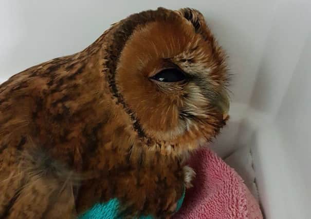 Tawny Owl when first admitted SUS-160712-090459001