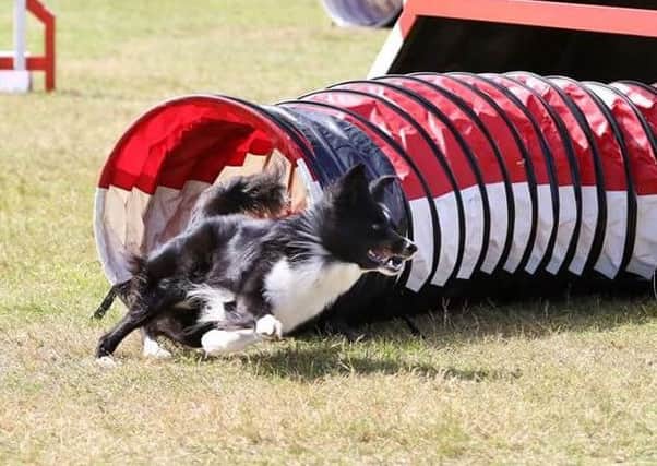 Three-year-old border collie Epic will compete in the large novice competition with Arundel agility dog handler Ashley Carter. Picture: Rinky Tink Pix mp9xDdhZAKW9lmsWGEOn