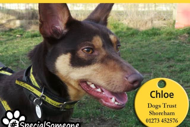 Chloe is a gorgeous dog and easy to fall in love with, says Dogs Trust Shoreham