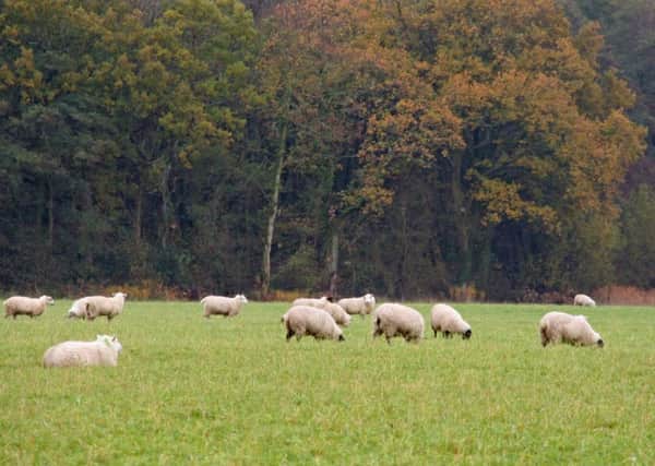Grazing sheep SUS-161213-164448001