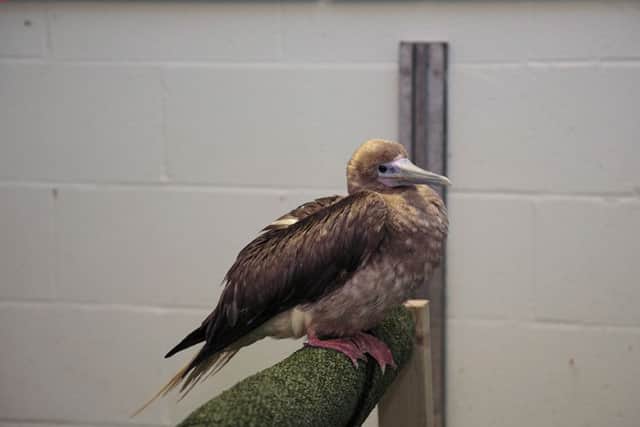Norman, the red-footed booby bird. SUS-161216-101340001