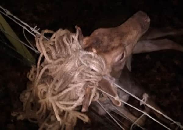 The RSPCA rescued a deer tangled in rope in Pease Pottage