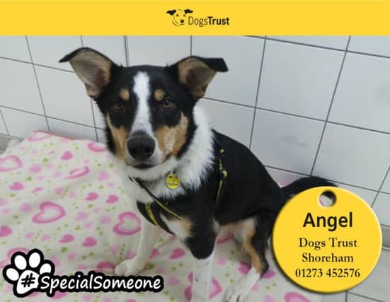 Angel is a beautiful dog and will become a wonderful companion when given the right support and training