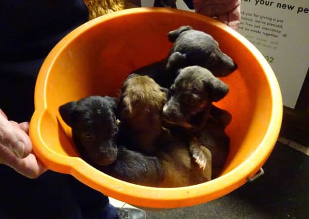 Puppies found dumped in a bucket and left on a doorstep SUS-161222-120504001