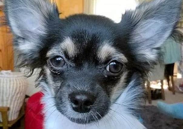 Have you seen Tobias the Chihuahua? Picture: Sussex Police fUSic_JQDkIHVFwCxuRp
