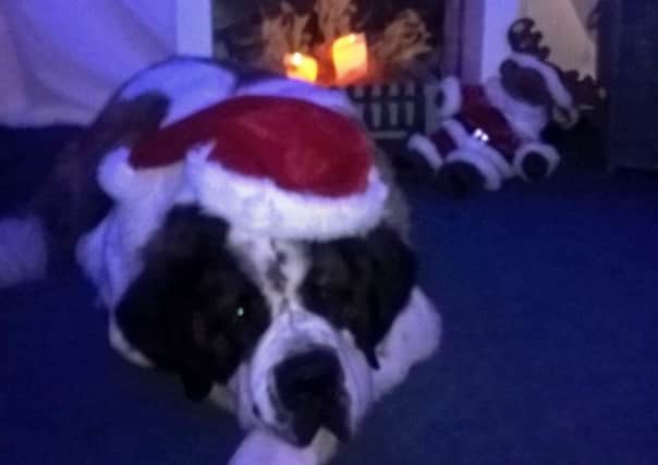 Leonard, a two- year-old St Bernard dog, visits the Croft Meadow grotto