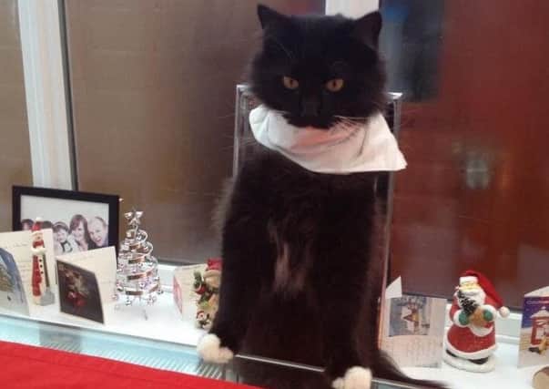 Arnie from Haywards Heath won over judges with his cheeky Christmas antics