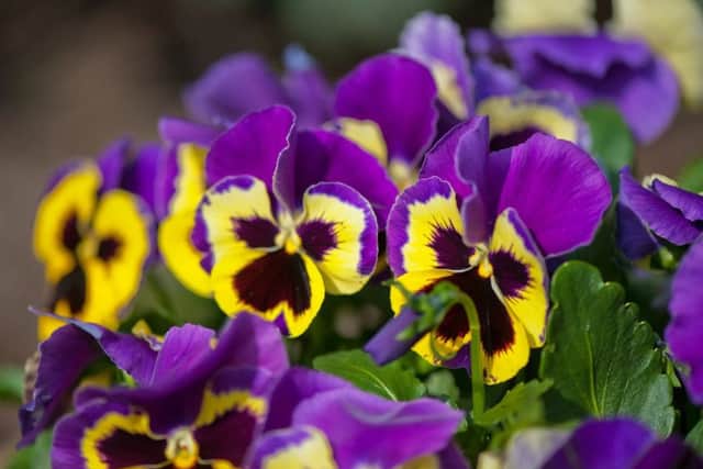 Violet and yellow multicolor Pansies outdoor in nature.