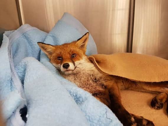 The female fox is in the care of East Sussex Wildlife Rescue and Ambulance Service (WRAS). Photo by WRAS SUS-161228-080223001