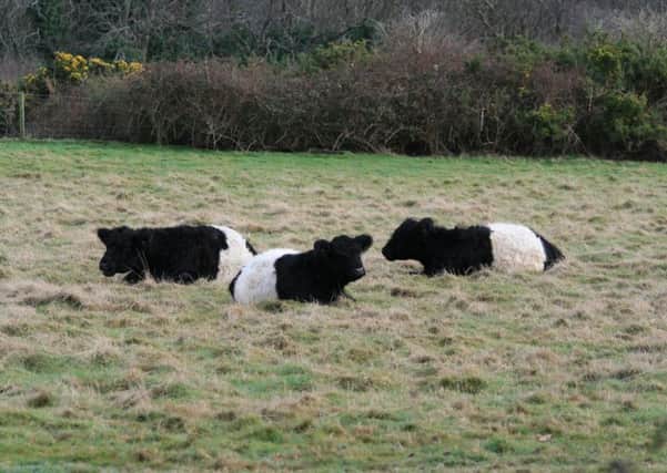 Three of the four Belted Galloway cattle at Hastings Country Park. Photo by Tony Welwig SUS-170401-115728001