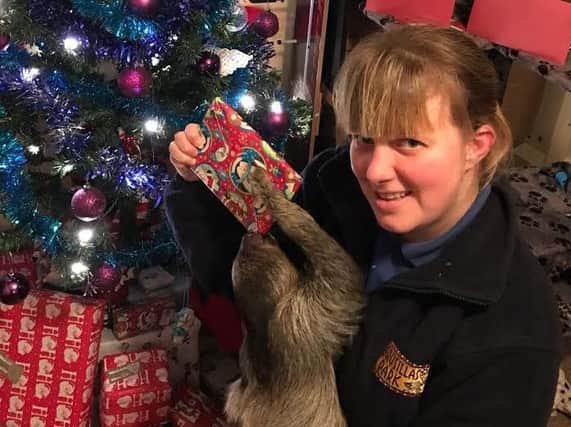 Flash the Sloth with zoo keeper Gemma Romanis