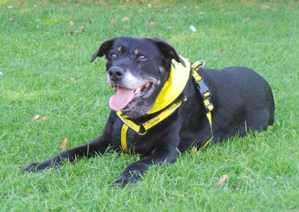 Labrador cross Kelsey was handed over at the age of 13 due to her owners change in circumstances