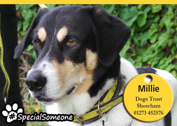 Millie is looking for someone who enjoys going for long walks and has the time and patience for training