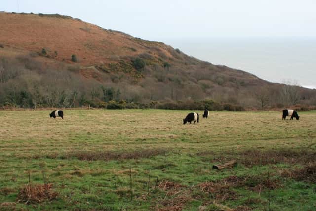 The herd of four Belted Galloway cattle at Hastings Country Park after the fifth died. Photo by Tony Welwig SUS-170401-115716001