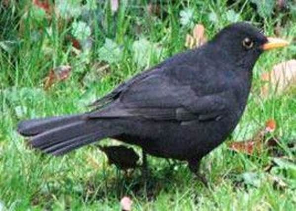 The blackbird was last year's most popular bird