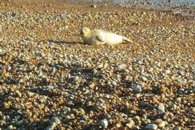 The common seal on Bexhill beach. Photo by  John Lenzan SUS-171201-135510001