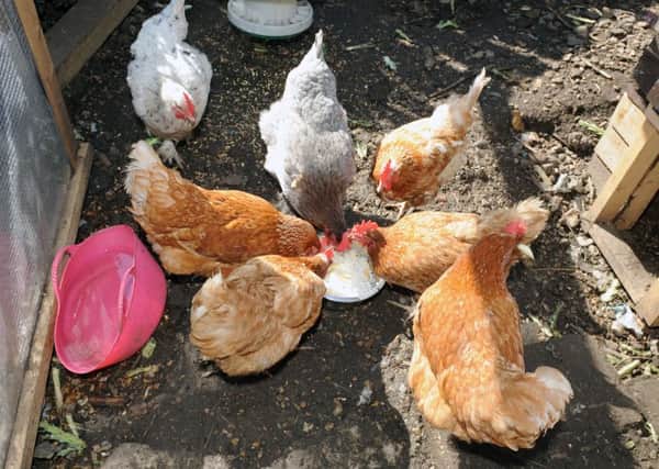 Avian flu warning for poultry owners