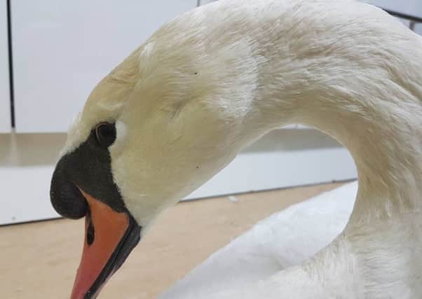 Rescued swan from Princes Park SUS-171101-103932001