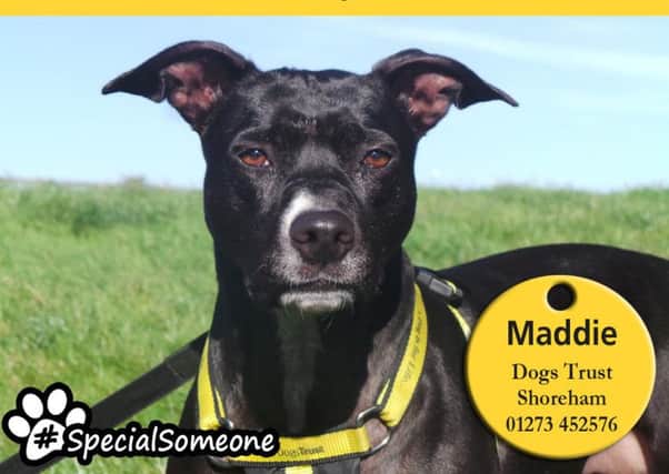 Maddie is partial to snuggles on the sofa. Picture: Dogs Trust Shoreham